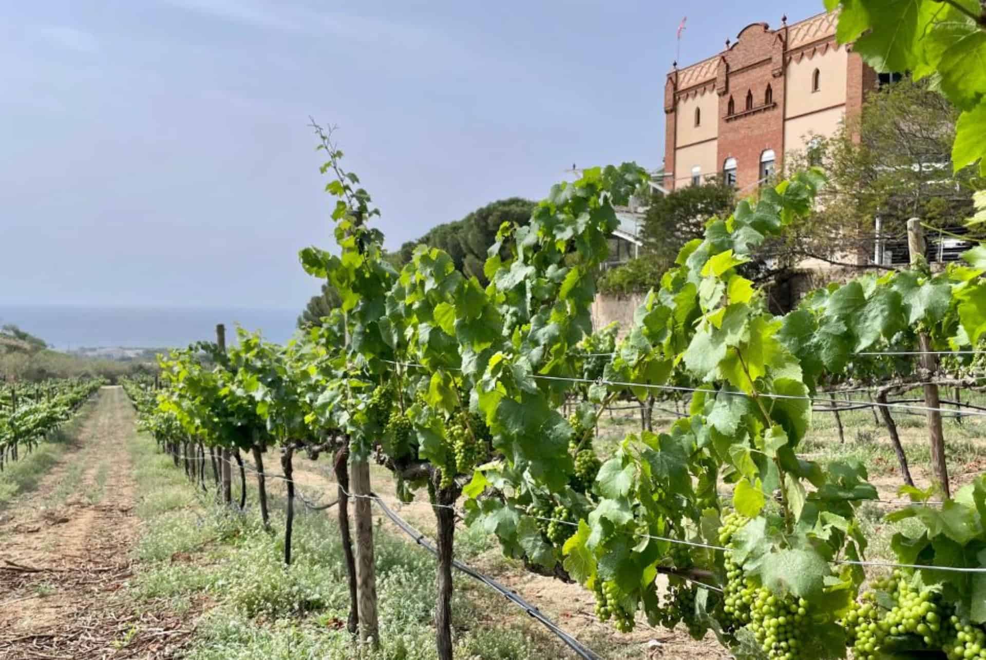 domaine viticole alta alella