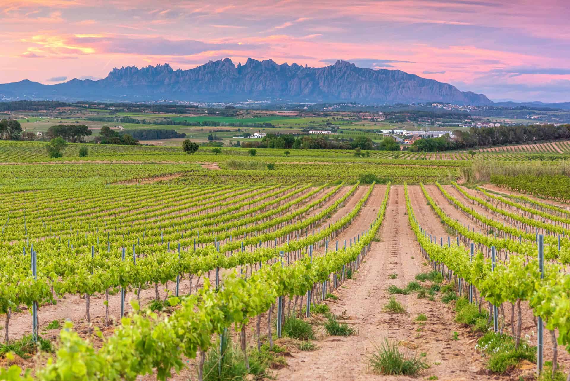 Les plus beaux domaines viticoles en Catalogne
