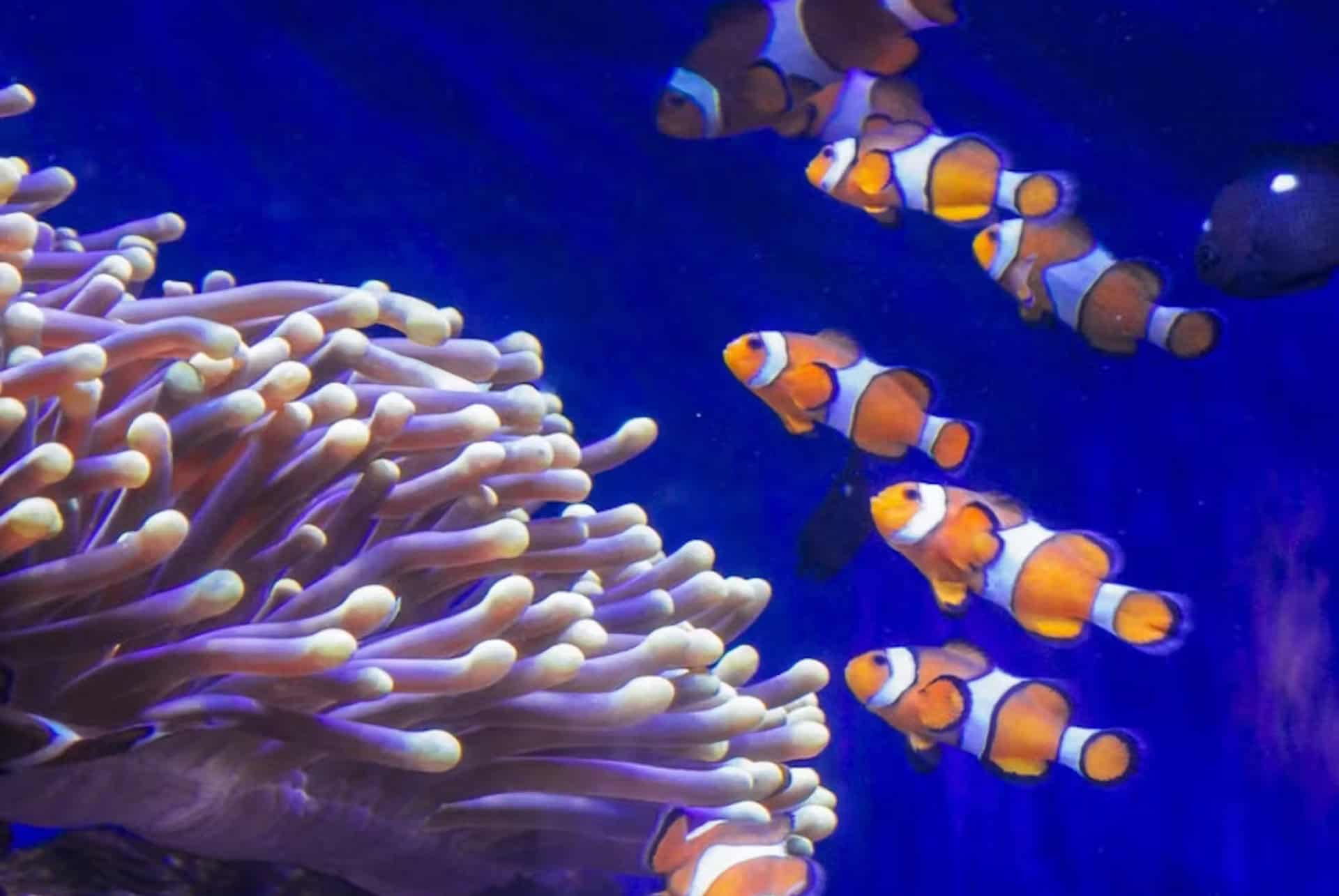 billet aquarium de barcelone billet aquarium de barcelone