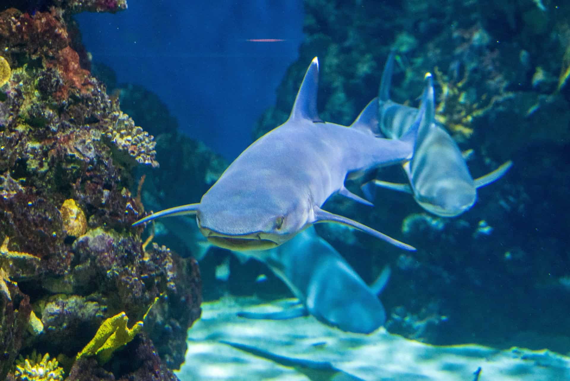 requin en aquarium