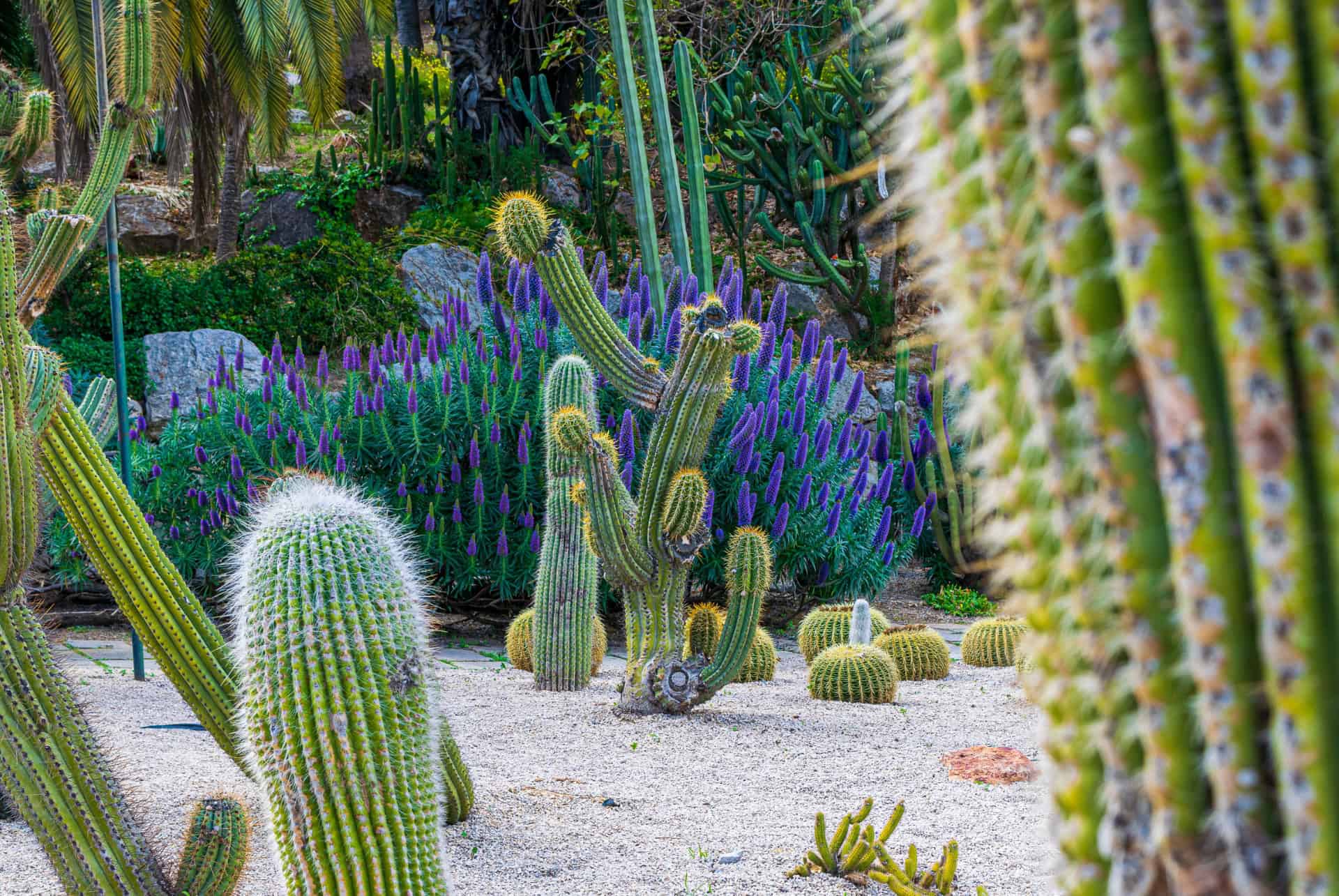 jardin cactus de montjuic