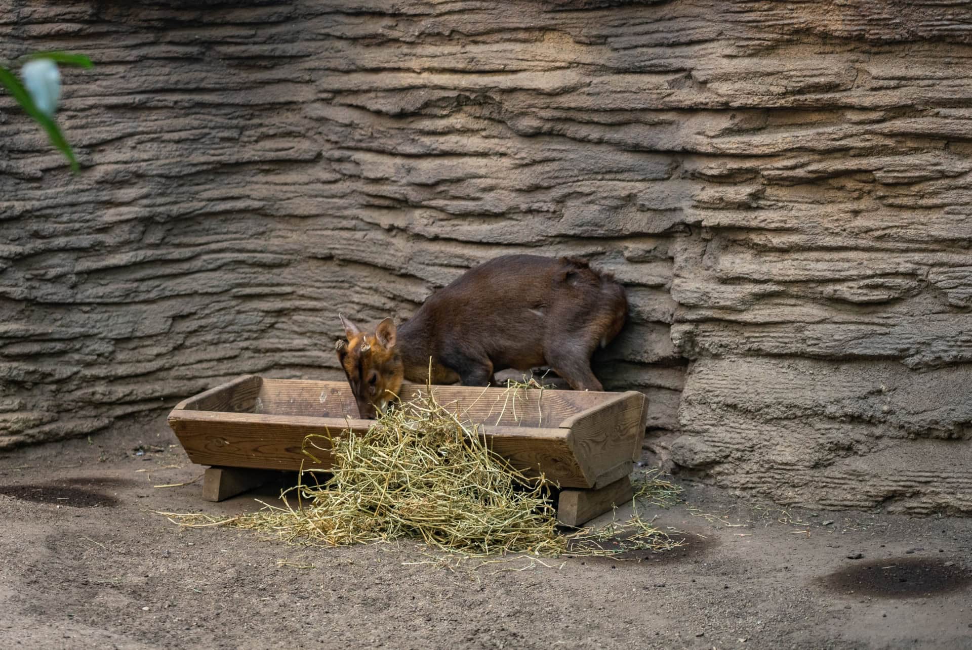 cerfs muntjac zoo barcelone cerfs muntjac zoo barcelone