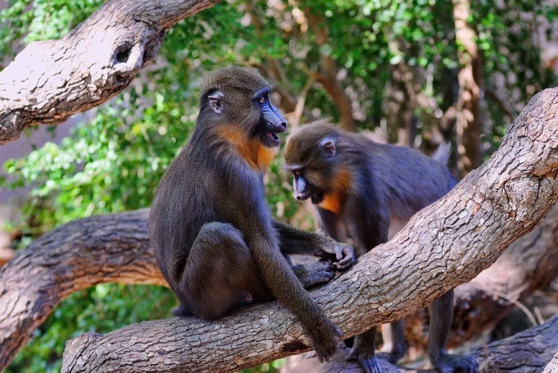 singes zoo singes zoo