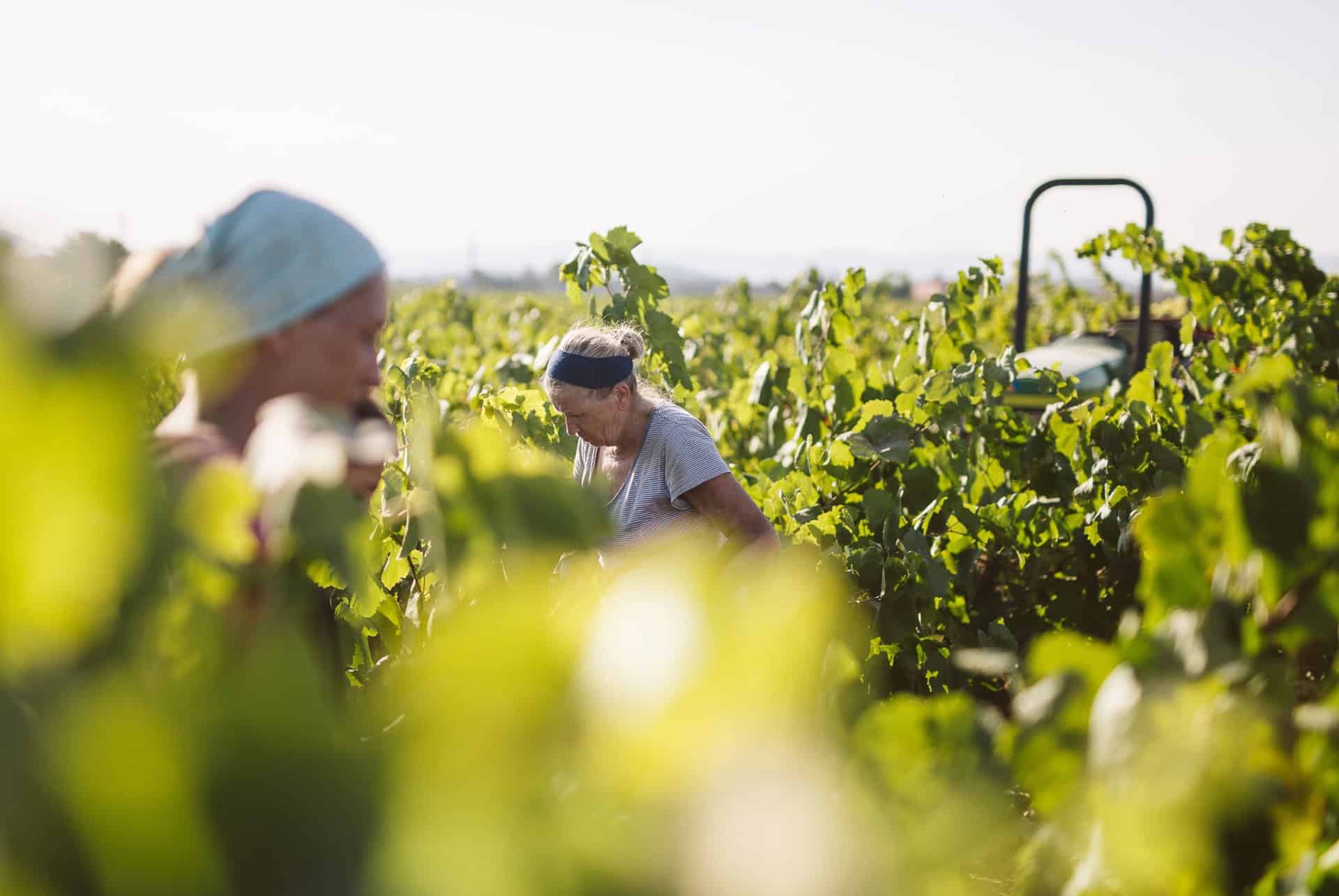 domaine vallformosa domaine vallformosa