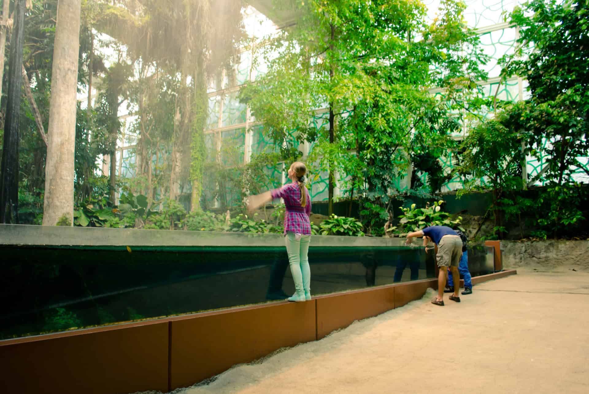 foret cosmocaixa musee des sciences foret cosmocaixa musee des sciences