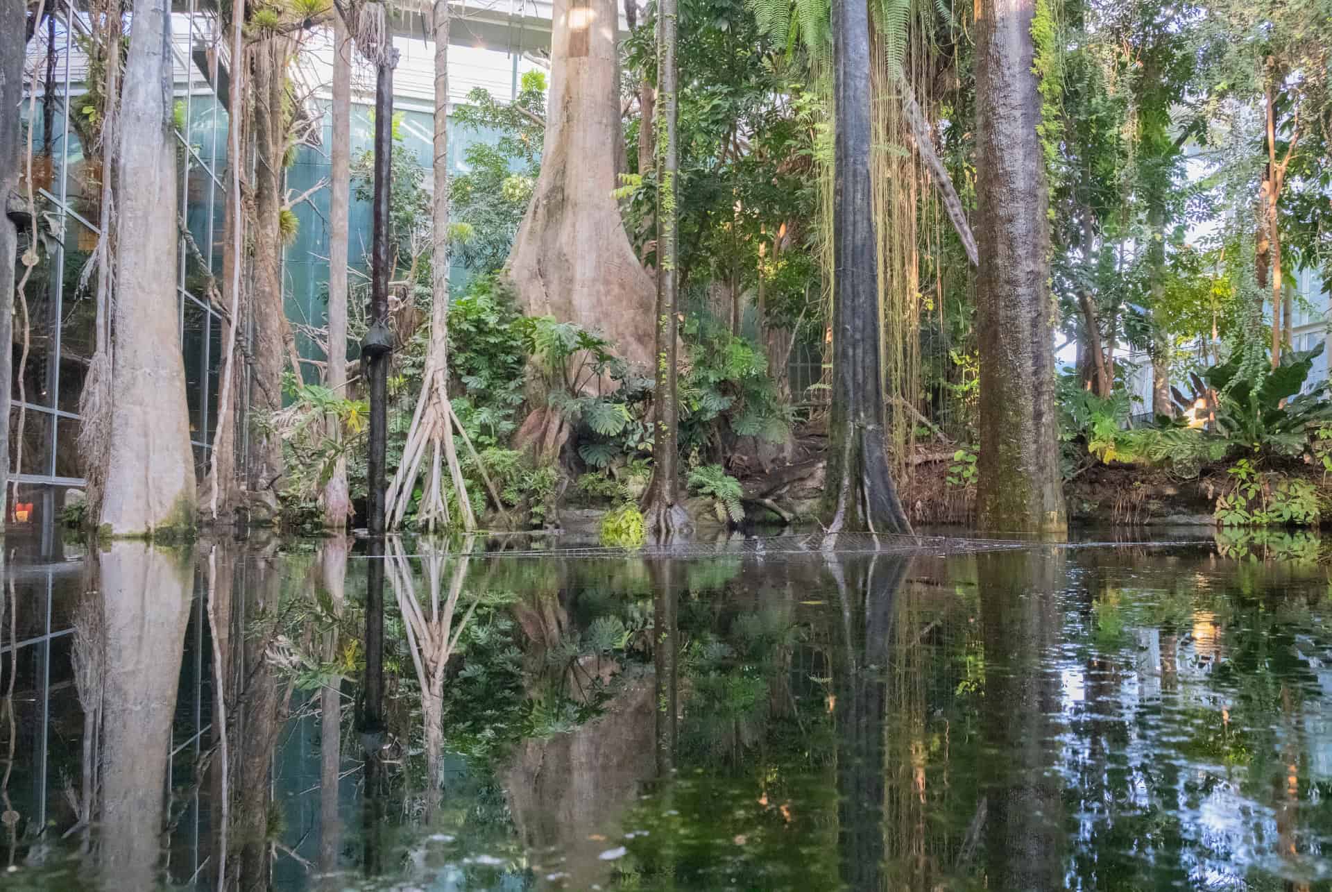 foret inondee foret inondee